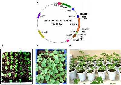 Transgenic Cotton (Gossypium hirsutum L.) to Combat Weed Vagaries: Utility of an Apical Meristem-Targeted in planta Transformation Strategy to Introgress a Modified CP4-EPSPS Gene for Glyphosate Tolerance